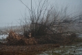 010_Biebrza - kwiecien 2011